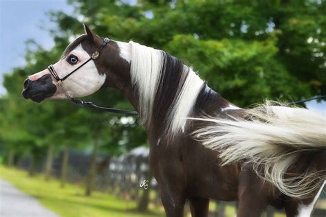 mini srallion|Miniature horse .